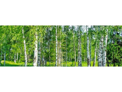 Samolepící fototapeta do kuchyně - Březový les, 180x60cm, 044