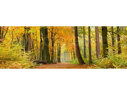 Samolepící fototapeta do kuchyně - Podzimní les, 180x60cm, 045