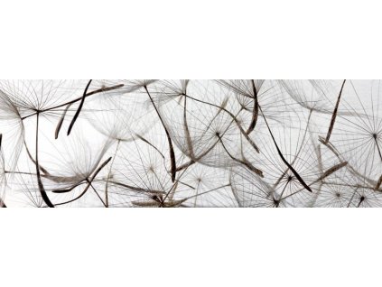 Samolepící fototapeta do kuchyně - Pampeliškové chmýří, 180x60cm, 050